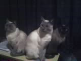 ....mi lugar....BaRbY....: Mis Bebes